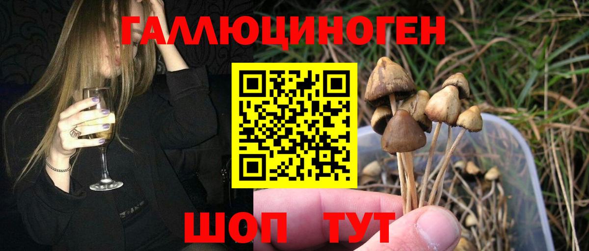 Галлюциногенные грибы Psilocybe Вышний Волочёк